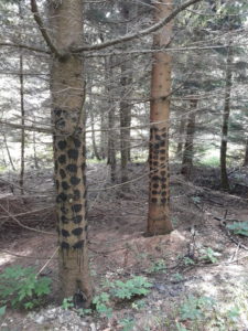 Ramštajní úprava stromů v Beskydech :D